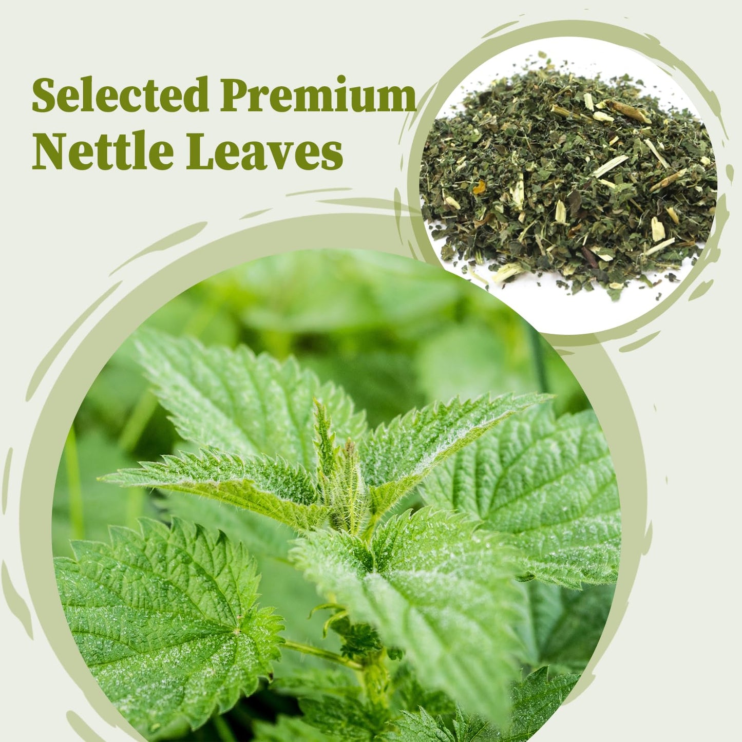 FullChea - Dandelion Leaf & Root Tea bags, 50 Teabags, 2g/bag - Natural Dandelion Herbal Tea for Liver & Kidney Health - Non-GMO - Caffeine-free - Support Digestion & Boost Immune System