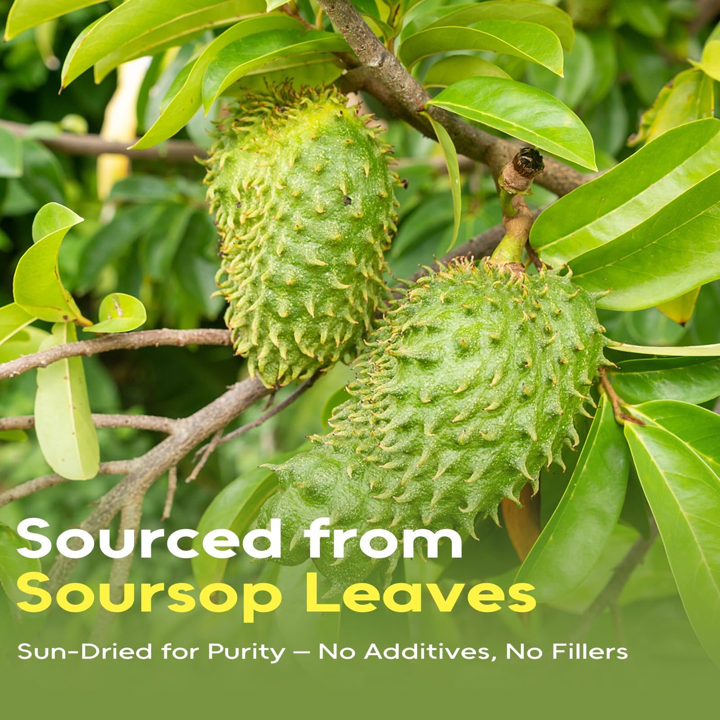 FullChea - Soursop Leaves Tea Bags, 40 Teabags - Premium Soursop Graviola Leaves - Hojas De Guanabana Tea - Non-GMO - Caffeine-free - Improve Digestion, Support Healthy Skin & Sleep